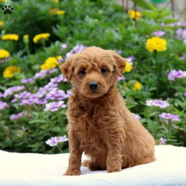 Violet F2, Mini Goldendoodle Puppy